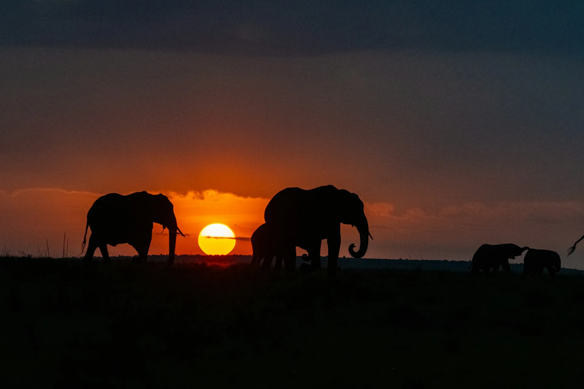 Game Drives