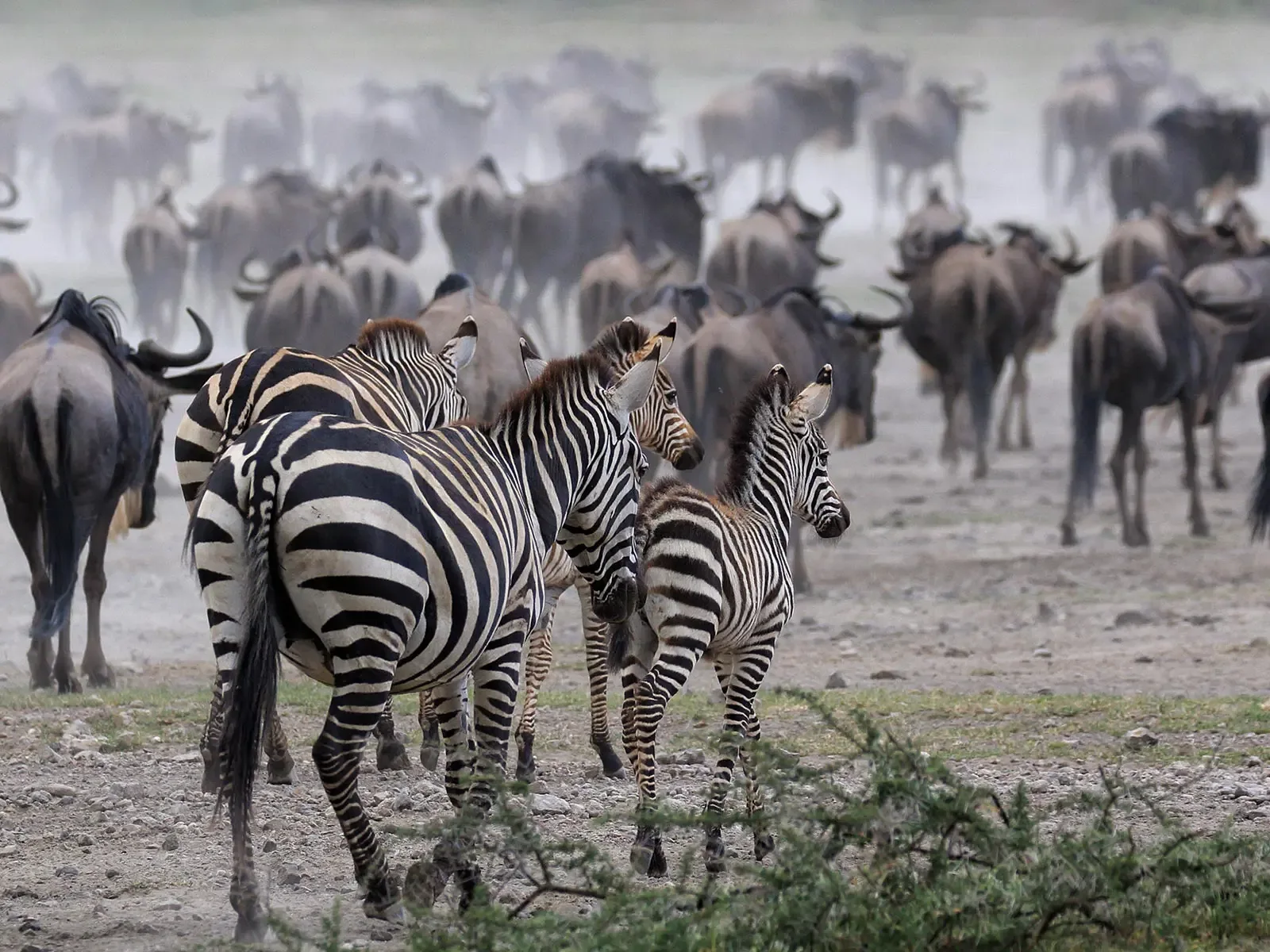 How Responsible Tourism is Protecting Tanzania's Wildlife