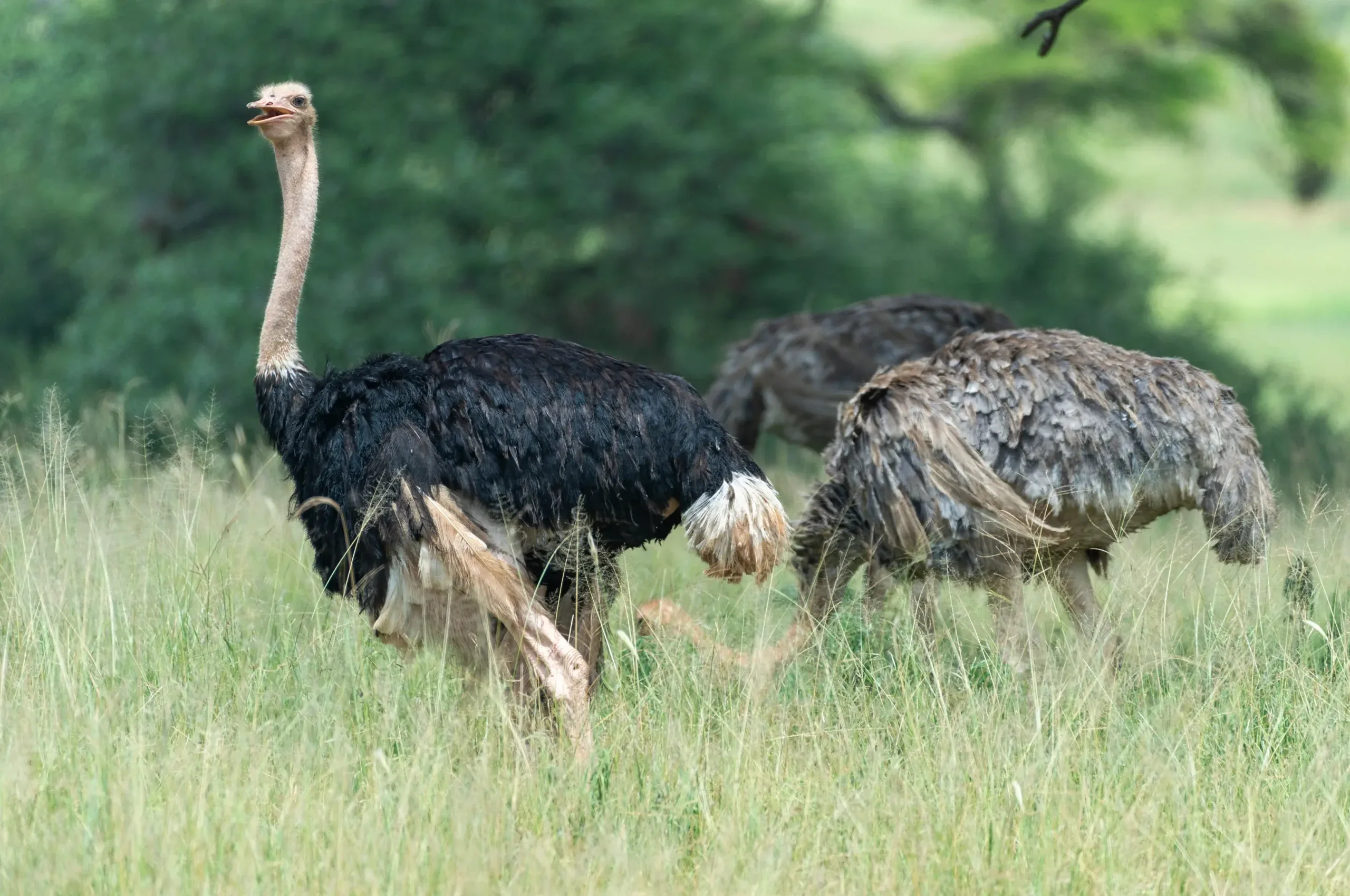 Eco-Friendly Safaris in Tanzania: How to Explore Responsibly Without Losing the Magic