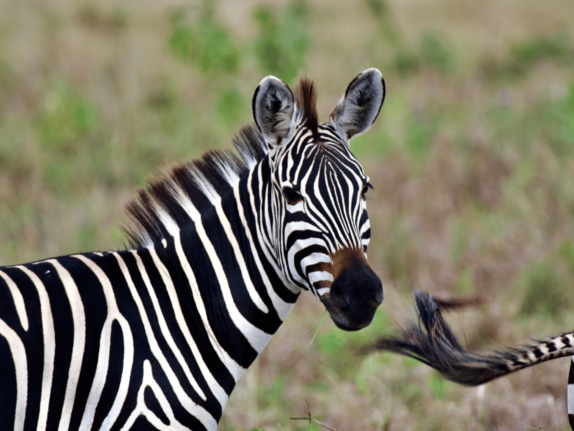 Muslim-Friendly Safari Lodges in Tanzania: How to Choose