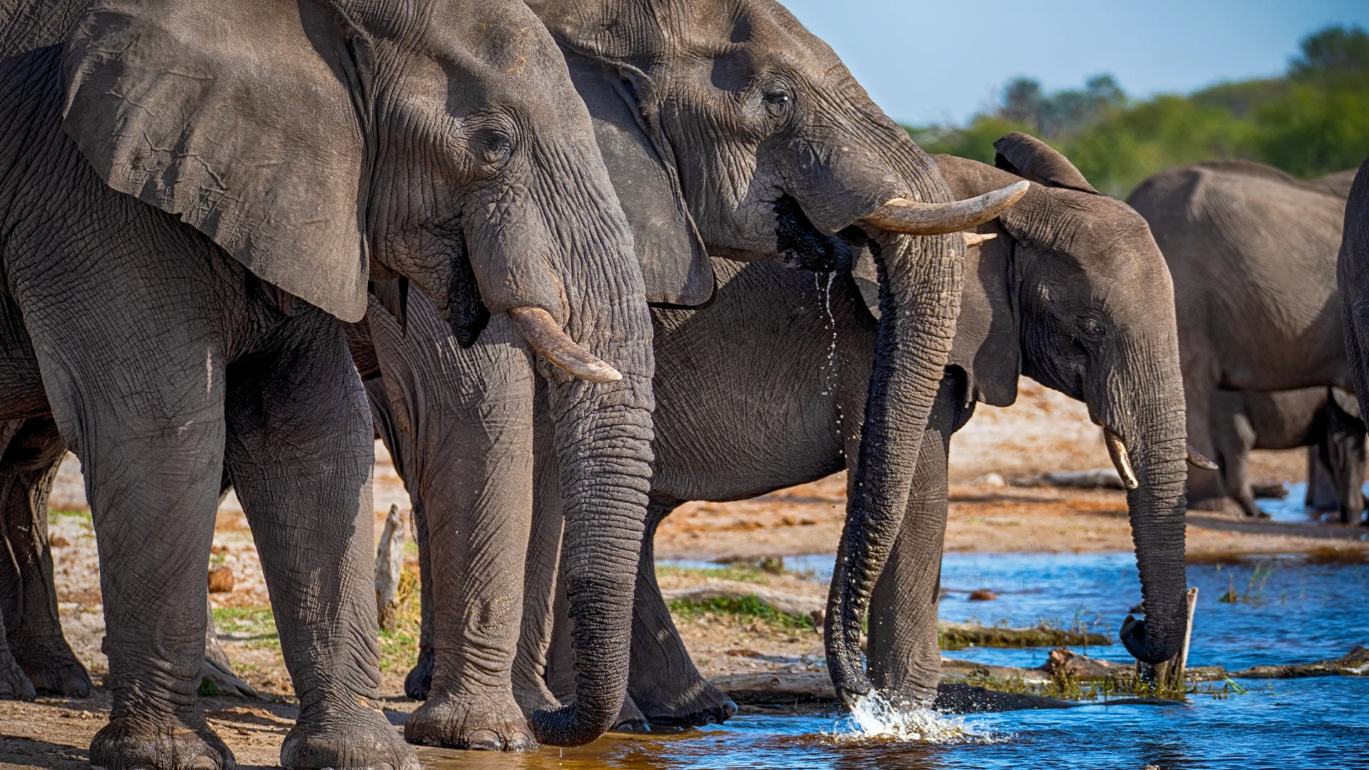 Luxury Safari in Tanzania: The Complete Guide to Planning the Trip of a Lifetime