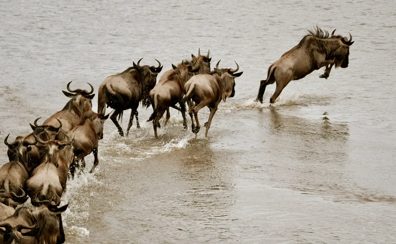How to Plan an Affordable Safari in Tanzania Without Cutting the Magic