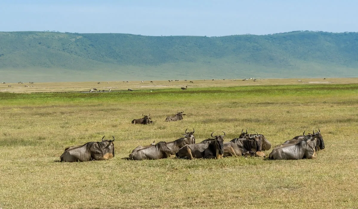 Tanzania's National Parks: The Complete Guide to Choosing Your Safari