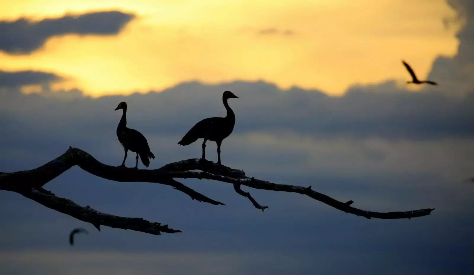 Birdwatching Safaris