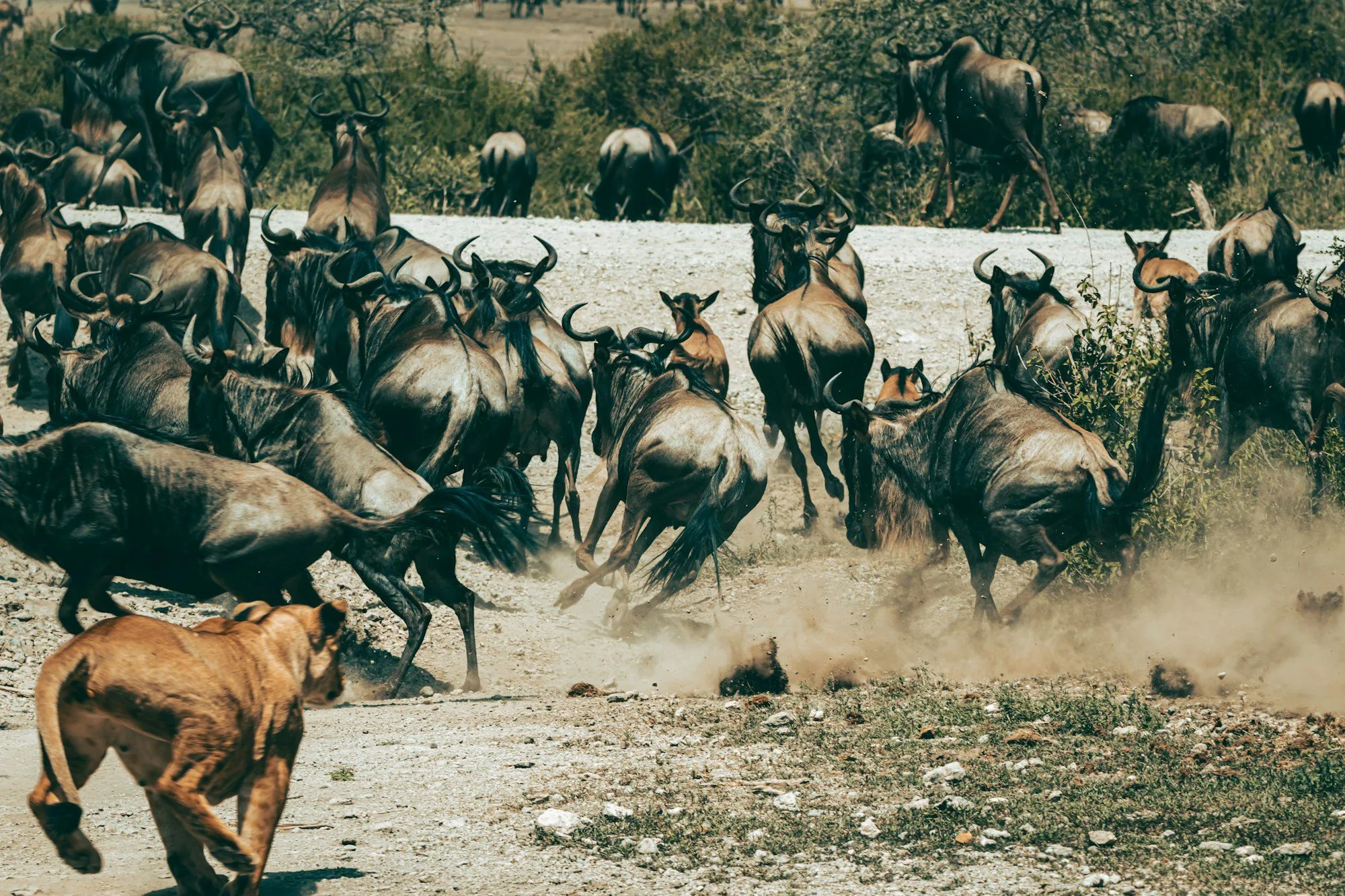 Great Migration
