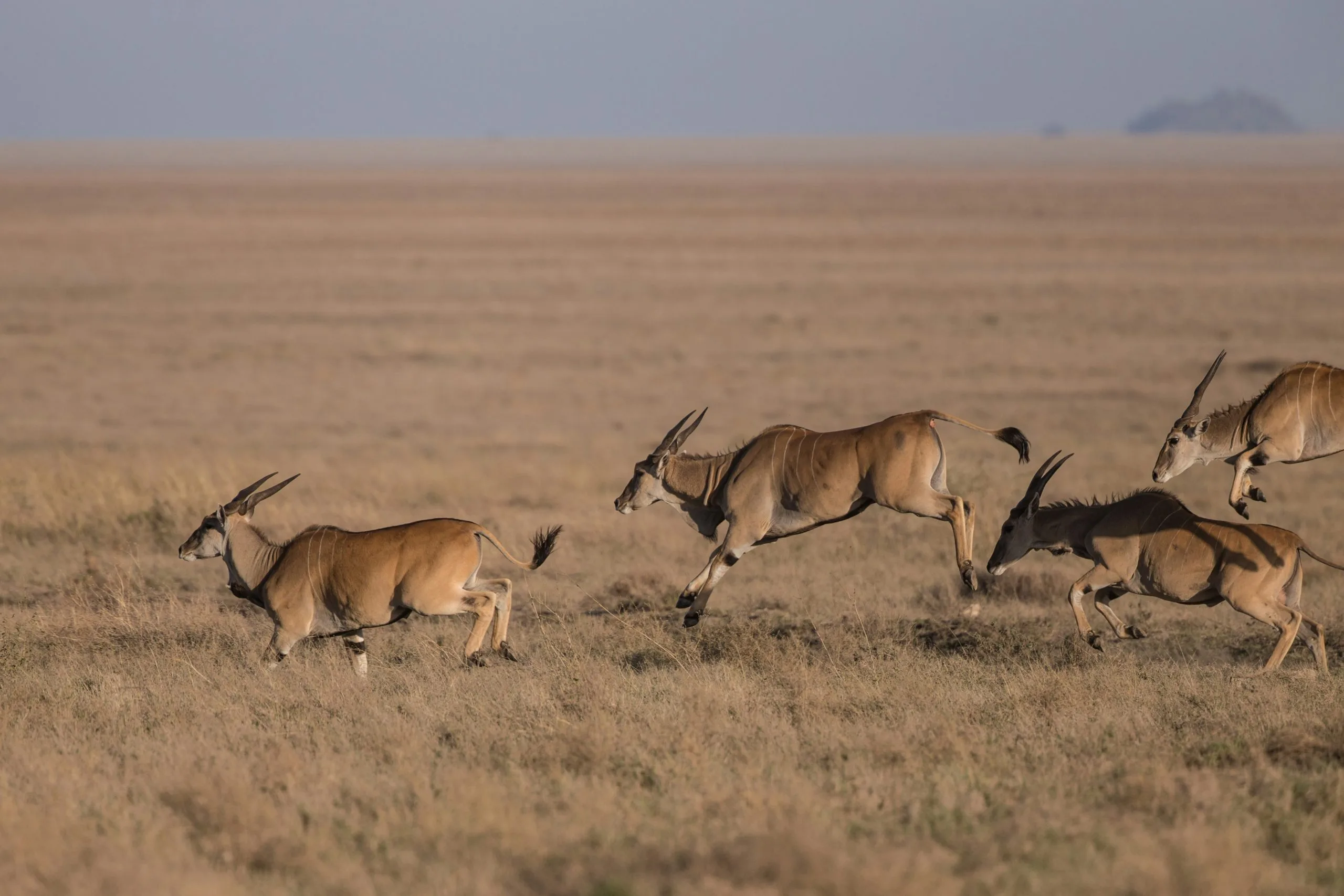 10-Day Luxury Wilderness Safari in Tanzania