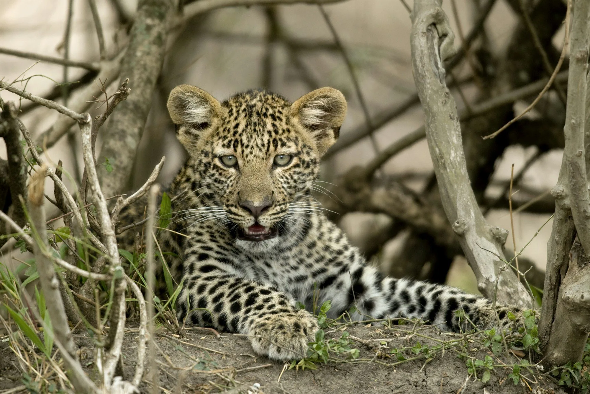 7-Day Royal Migration Safari