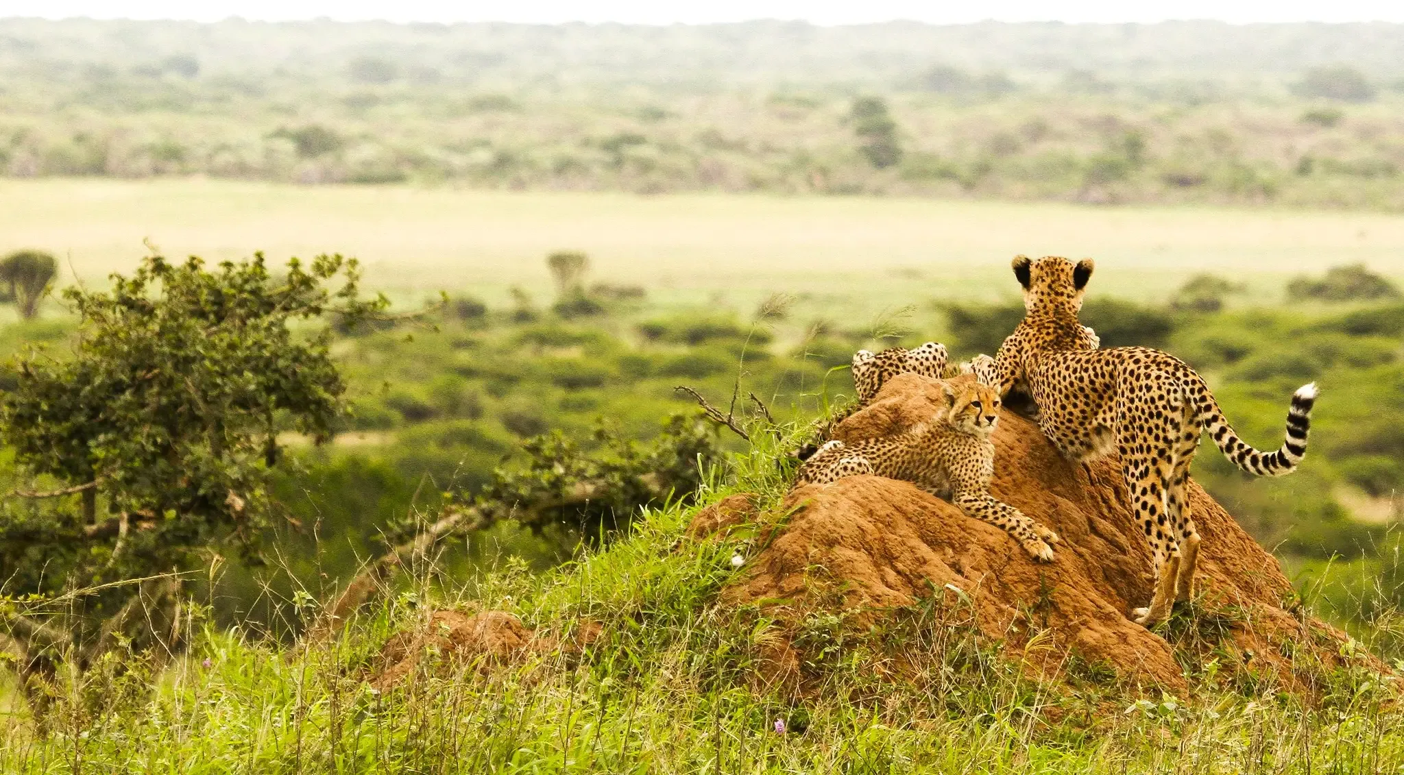 7-Day Tanzania Halal Safari