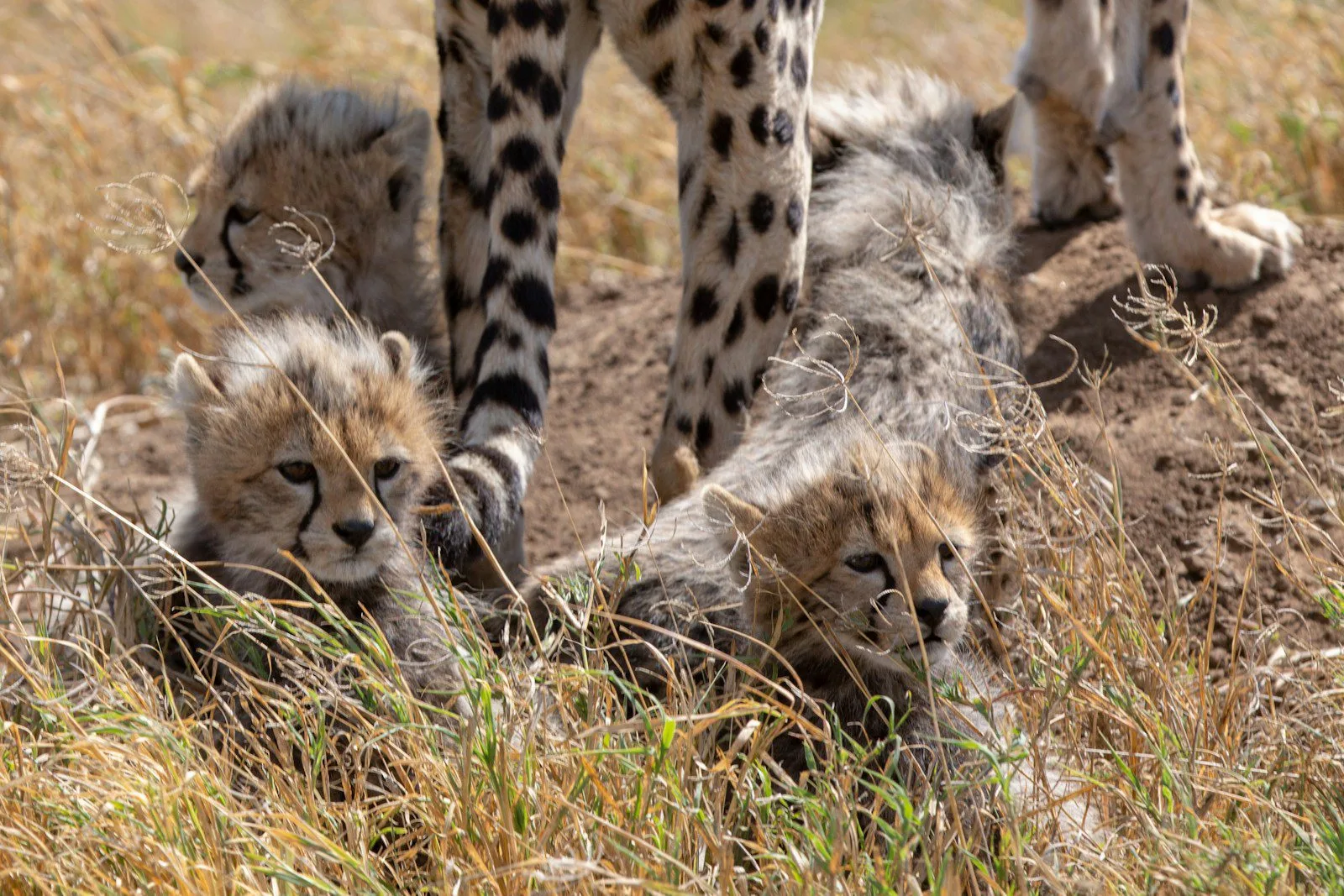 Tailor-made safari planning