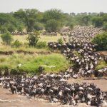 8-Day Magnificent Crossing Safari