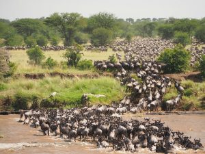 8-Day Magnificent Crossing Safari