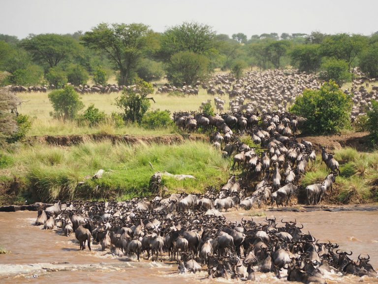 8-Day Magnificent Crossing Safari