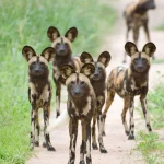 Ruaha National Park