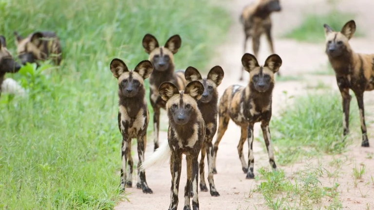 Ruaha National Park