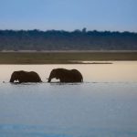 Saadani National Park