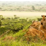 7-Day Halal Safari in Tanzania