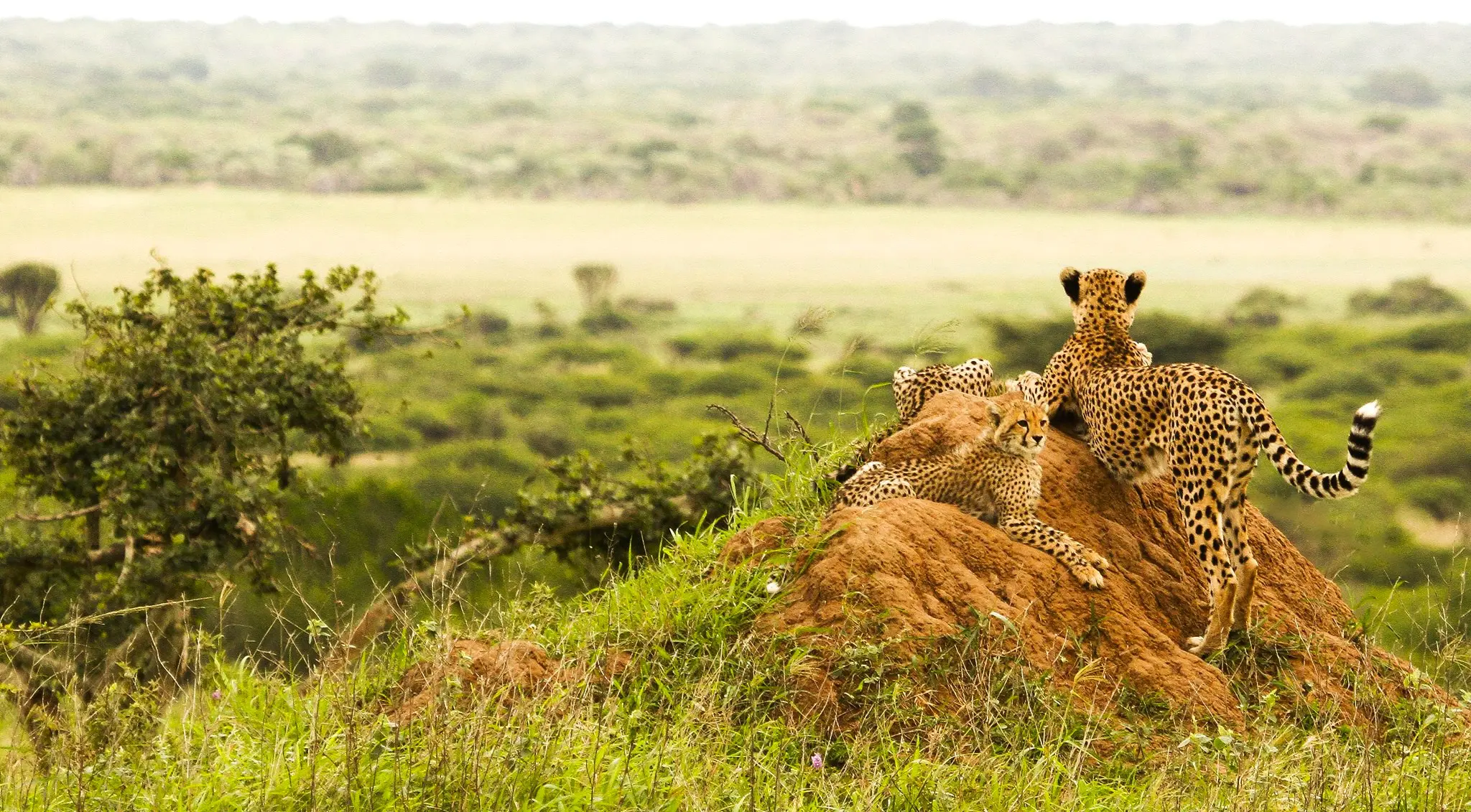 7-Day Halal Safari in Tanzania