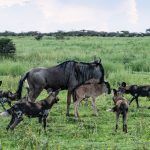 8-Day Calving Season Safari