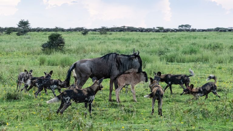 8-Day Calving Season Safari