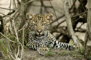 8-Day Circle of Life Over the Serengeti Safari