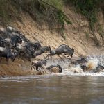 7-Day Royal Migration Safari