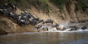 Group of wildebeests running and jumping into a river in Masai Mara, Kenya