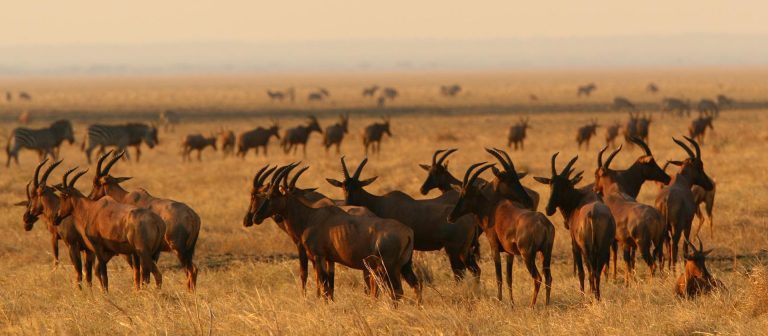 Katavi National Park