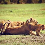 Ngorongoro Crater