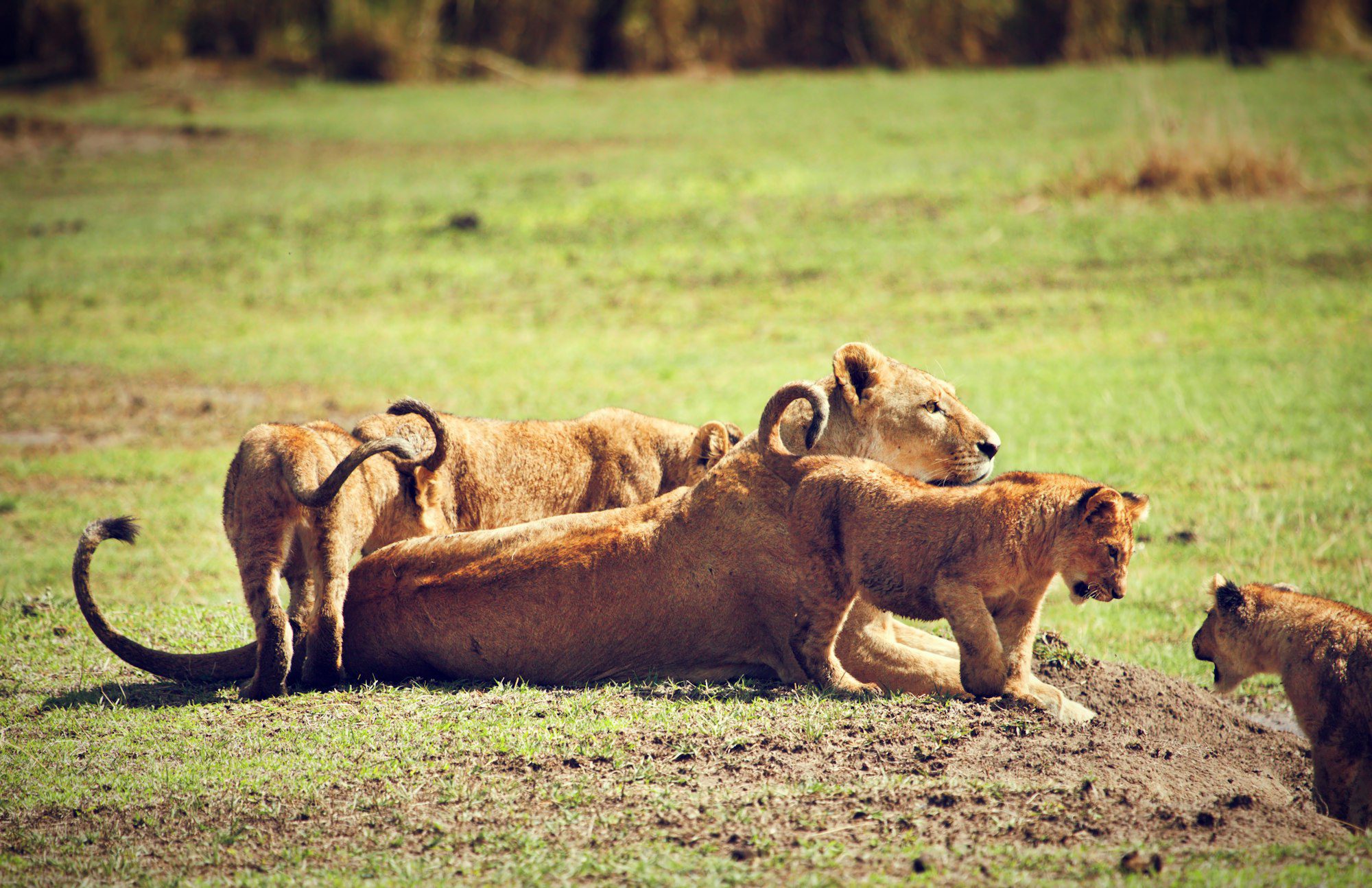 Ngorongoro Crater