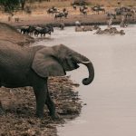 Tarangire National Park