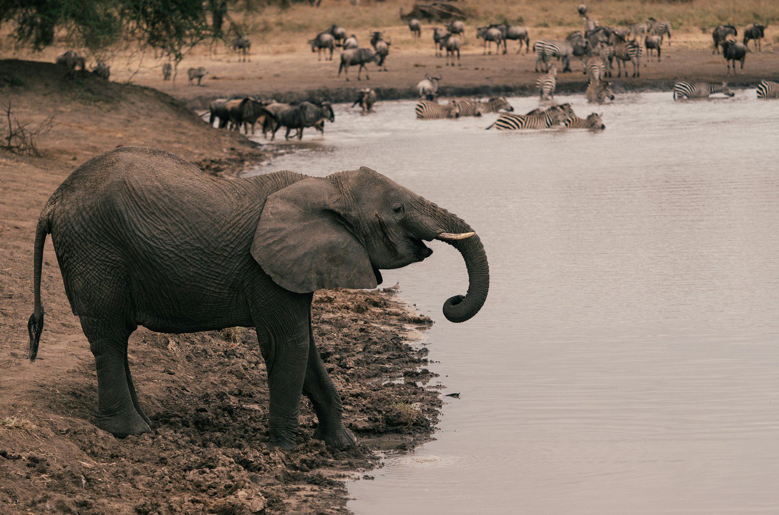 Tarangire National Park