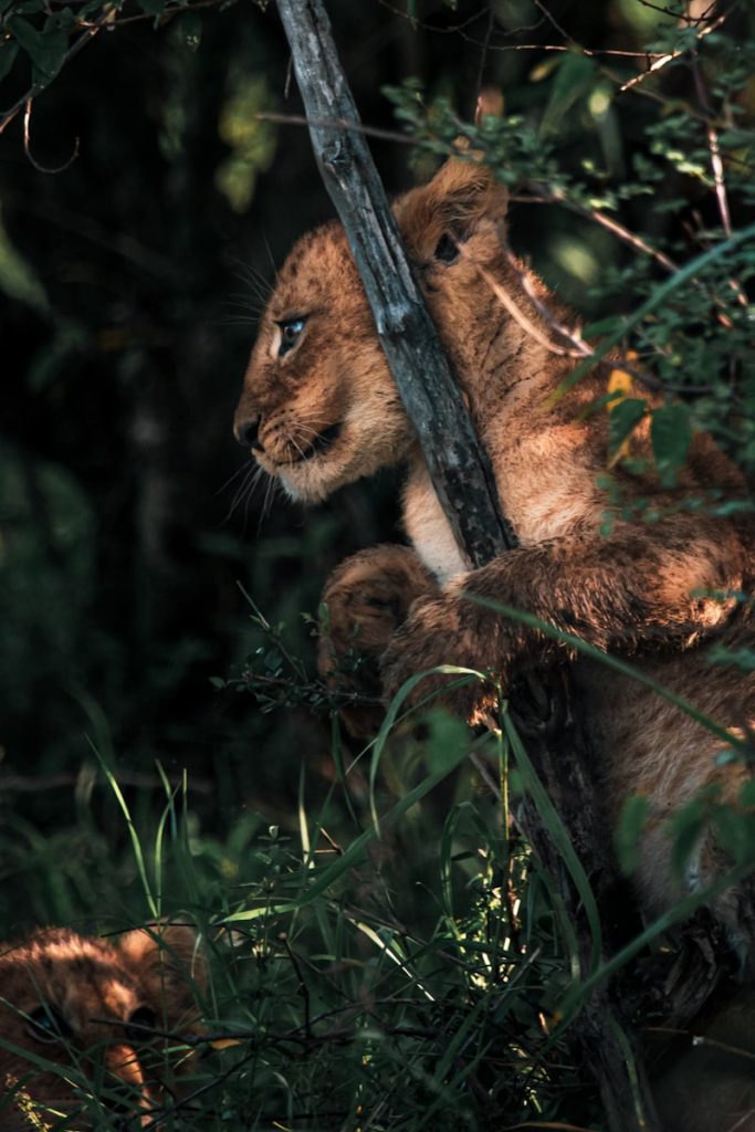 About Wild Call Tanzania brown lion cub on green grass during daytime